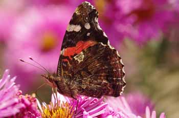 在线接收短信验证码