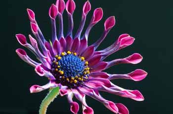 轰炸电话在线下单