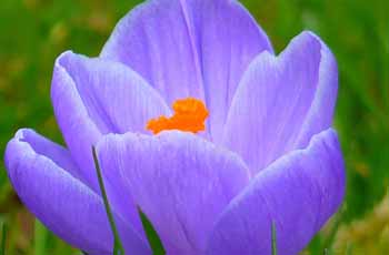 真心为您服务的骚扰手机号呼叫软件