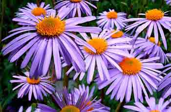 平台担保无忧的骚扰手机号呼叫软件