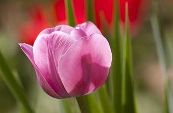 在线接收短信验证码